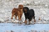 CAVALIER KING CHARLES 236